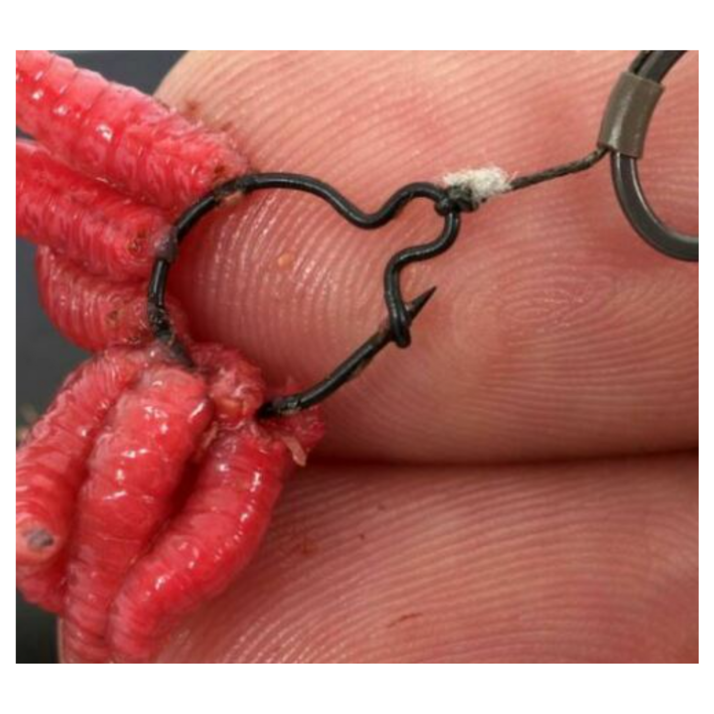 Maggot Rings